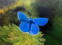 De Blauwe Vlinder